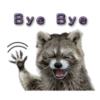 Naughty Raccoon ( 5
