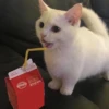 Funny Animals 3 7
