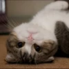 Gatinhuuuuus 11
