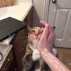 Kawaii_Kawaii 7