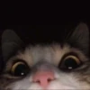 Funny Animals 3 8