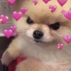 Kawaii_Kawaii 9