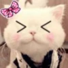 Kitty_cute 6