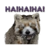 Naughty Raccoon ( 6