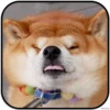 DogS 11