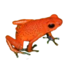 frogs 10