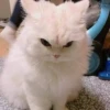 Funny Animals 3 11