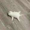 Funny Animals 3 12