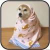 AZOWI
SHIBA
SHIBD