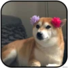 DogS 18