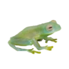 frogs 11