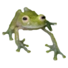 frogs 12