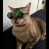 Gatinhuuuuus 16
