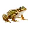 frogs 14
