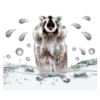 Naughty Raccoon ( 8