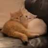 Funny Animals 3 15