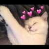 Gatinhuuuuus 18