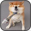 KAK
выглюдят
ЖИВОТНЫ
IMG2D