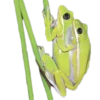frogs 15