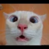 Gatinhuuuuus 19