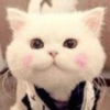 Kitty_cute 16