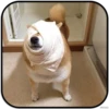 DogS 21