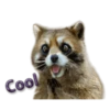 Naughty Raccoon ( 10
