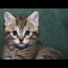 Gatinhuuuuus 21