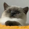 Funny Animals 3 16