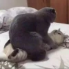 Funny Animals 3 18