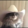 Gatinhuuuuus 22
