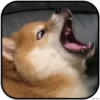 DogS 23
