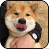 종합