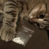 Funny Animals 3 20