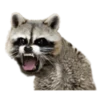 Naughty Raccoon ( 12