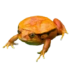 frogs 18