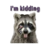 Naughty Raccoon ( 13