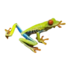 frogs 19