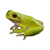 frogs 20