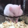 Funny Animals 3 21