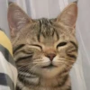 Funny Animals 3 22