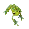 frogs 22