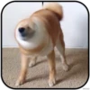DogS 26