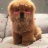 Kawaii_Kawaii 26