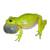 frogs 24