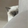 Funny Animals 3 24