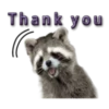 Naughty Raccoon ( 14