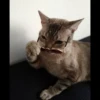 Gatinhuuuuus 26