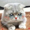 Kawaii_Kawaii 28