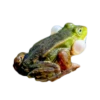 frogs 25
